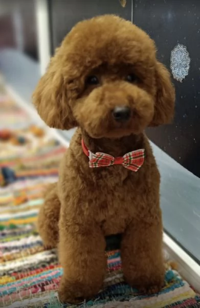 Barboncino rosso – cuccioli in vendita | Foto 2