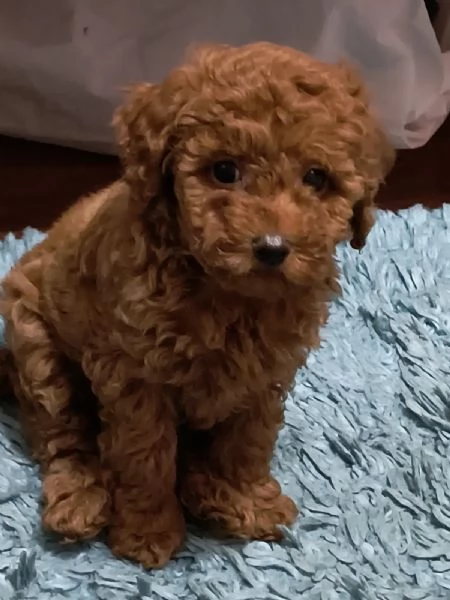 Barboncino rosso – cuccioli in vendita | Foto 1