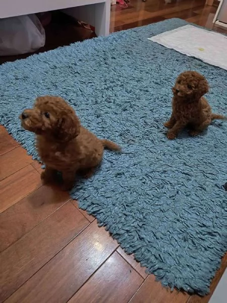 Barboncino rosso – cuccioli in vendita | Foto 0