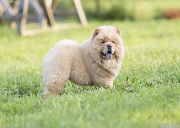 Cuccioli di Chow Chow
