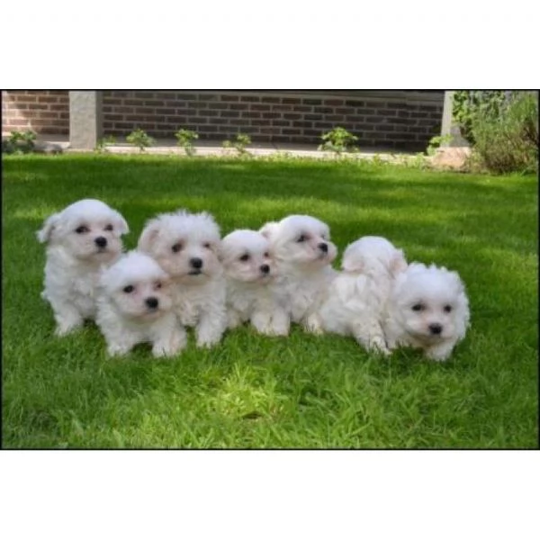 Cuccioli di Bichon Havanese