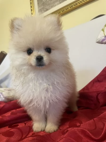  Volpino Spitz tedesco nano | Foto 4