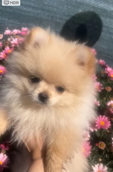  Volpino Spitz tedesco nano | Foto 3