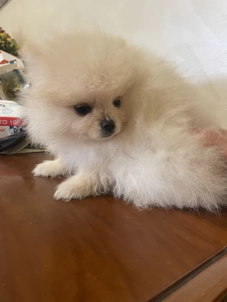  Volpino Spitz tedesco nano | Foto 2