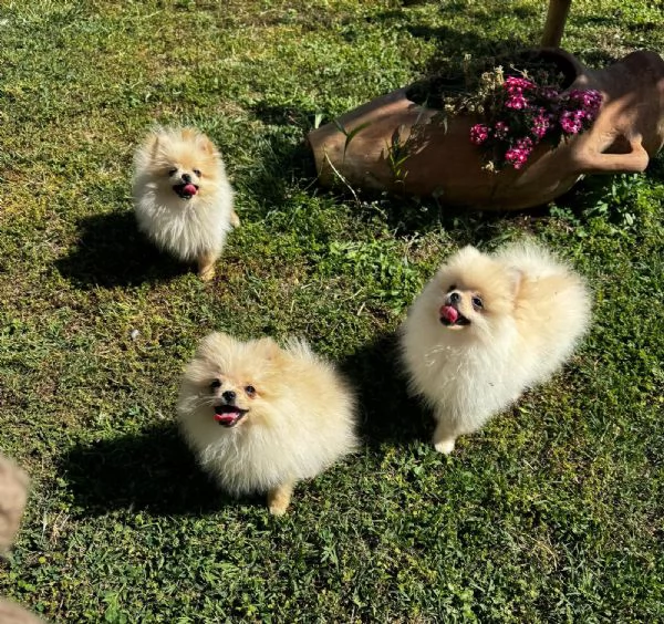  Volpino Spitz tedesco nano | Foto 1