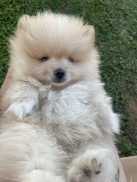  Volpino Spitz tedesco nano | Foto 0