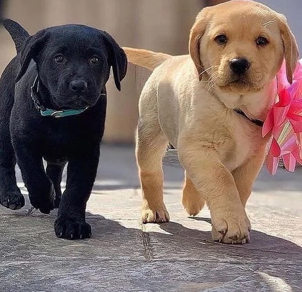 Cuccioli di Labrador registrati al Kennel Club