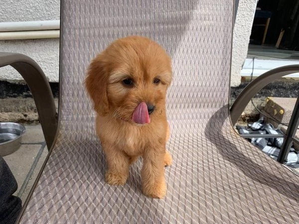 Cuccioli di Cockapoo, cucciolata di maschi e femmine.