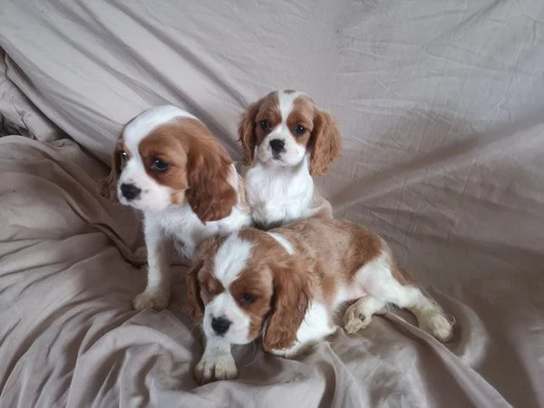 Due cuccioli di Cavalier King Charles disponibili