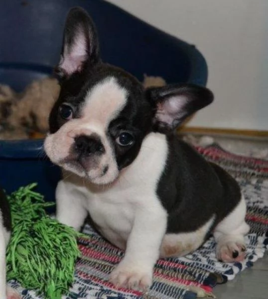 Cuccioli di Bull Terrier