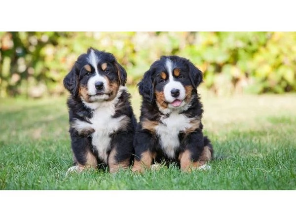 Cuccioli di Bovaro del Bernese registrati,