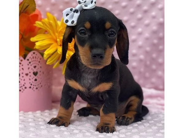 Adorabili cuccioli di Teckle