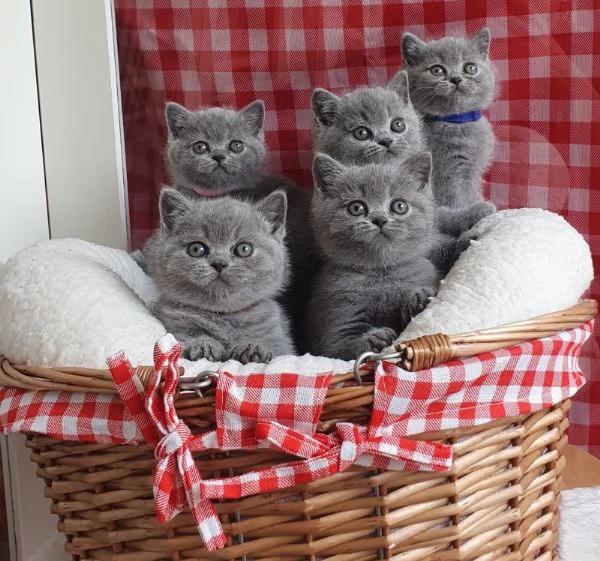 Gattini British Shorthair BHK in vendita