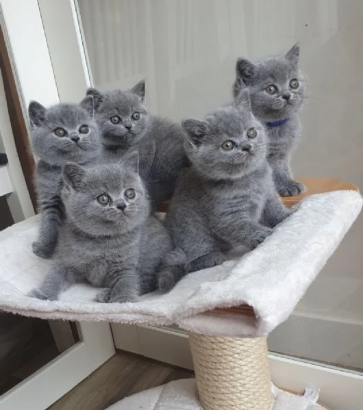 Gattini British Shorthair BHK in venditadgffd