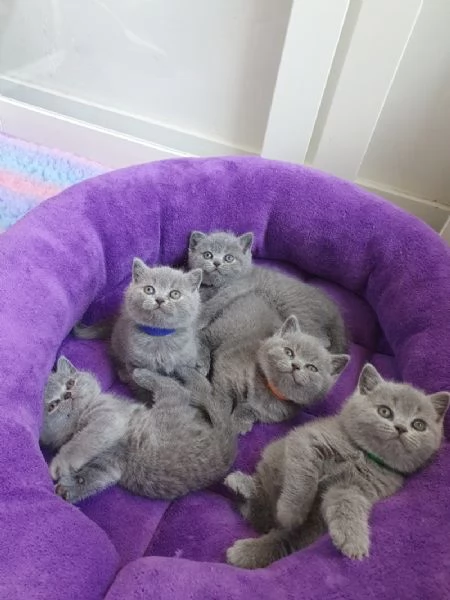 Gattini British Shorthair BHK in vendita
