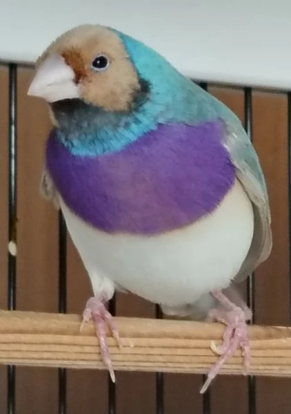 Diamante di Gould color Blu con testa crema e petto viola - MASCHIO