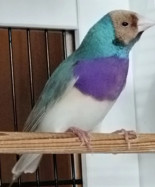 Diamante di Gould color Blu con testa crema e petto viola - MASCHIO | Foto 2