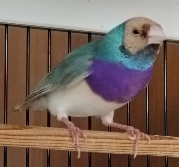 Diamante di Gould color Blu con testa crema e petto viola - MASCHIO | Foto 1