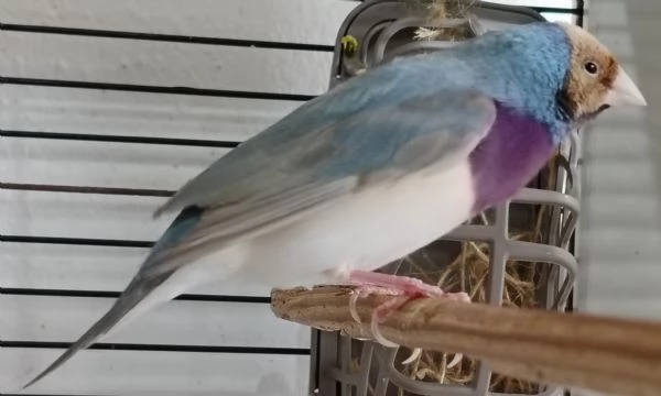 Diamante di Gould color Blu con testa crema e petto viola - MASCHIO | Foto 0