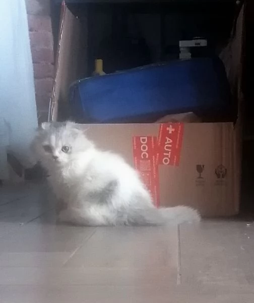 Cuccioli di scottish long hair 