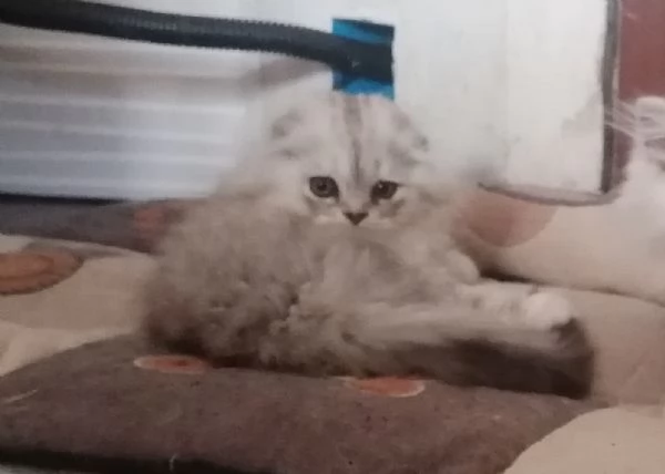 Cuccioli di scottish long hair  | Foto 2