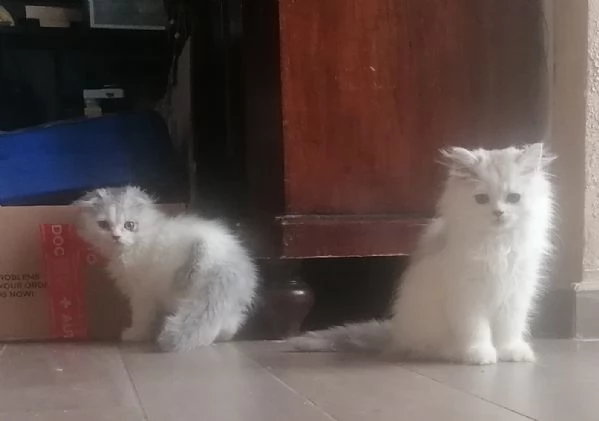 Cuccioli di scottish long hair  | Foto 1