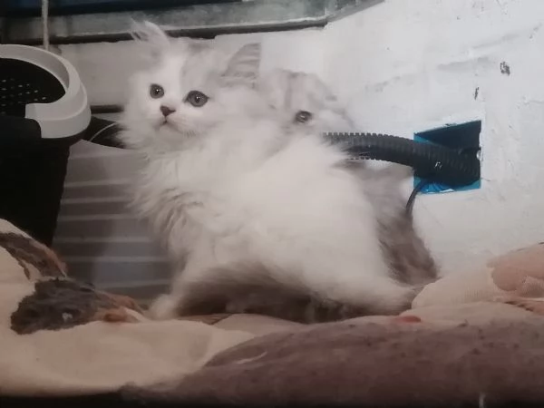 Cuccioli di scottish long hair  | Foto 0