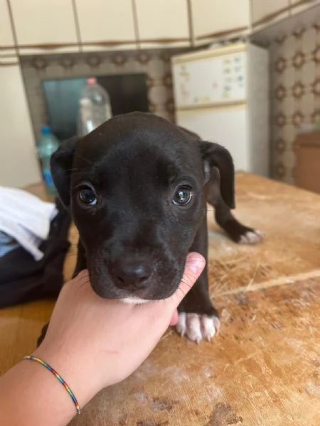Annuncio URGENTE vendo cuccioli di AMSTAFF FATE GIRARE PER FAVORE❤️ | Foto 6