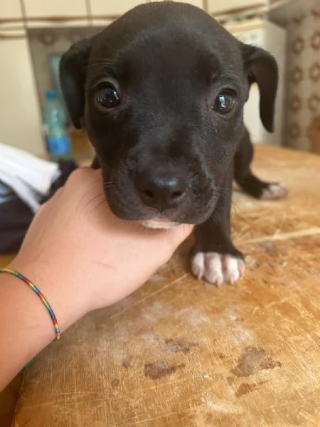 Annuncio URGENTE vendo cuccioli di AMSTAFF FATE GIRARE PER FAVORE❤️ | Foto 5