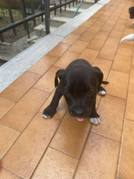 Annuncio URGENTE vendo cuccioli di AMSTAFF FATE GIRARE PER FAVORE❤️