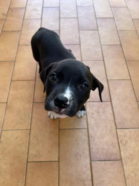 Annuncio URGENTE vendo cuccioli di AMSTAFF FATE GIRARE PER FAVORE❤️ | Foto 1