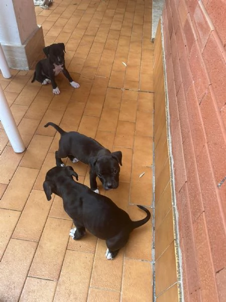 Annuncio URGENTE vendo cuccioli di AMSTAFF FATE GIRARE PER FAVORE❤️ | Foto 0