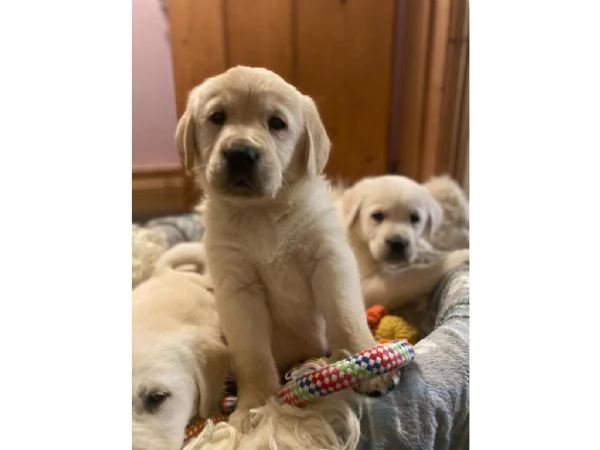 Cuccioli di Golden Retriever - Numero WhatsApp: +[hidden]