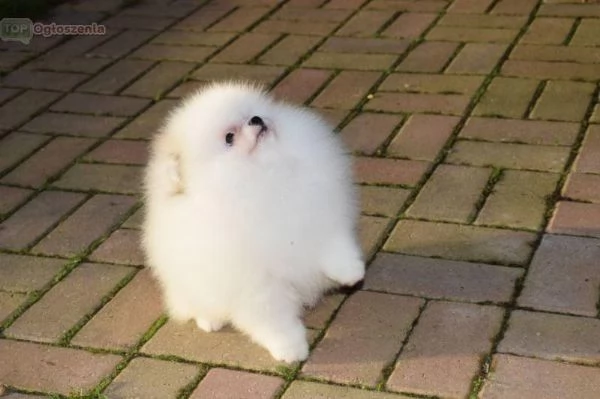 Cuccioli di Pomerania di razza