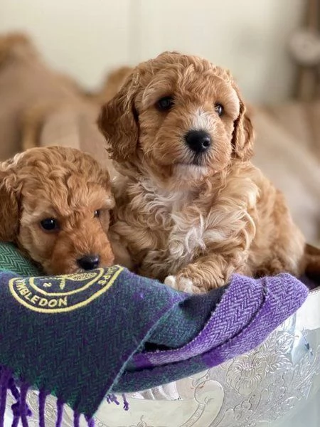 Dolci cuccioli di Maltipoo allevati in casa