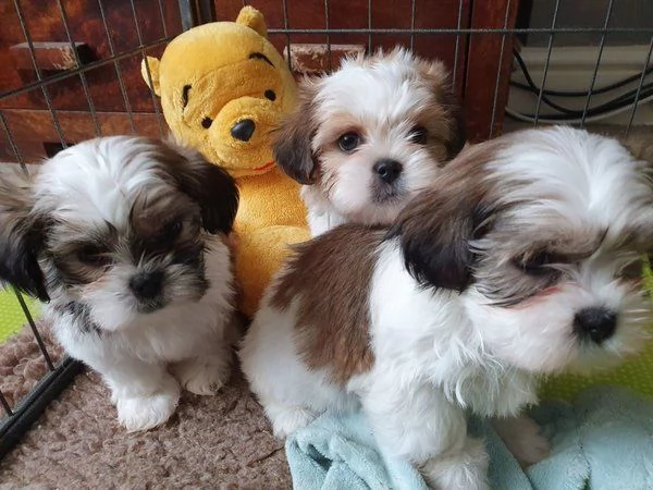 Bellissimi cuccioli di Shih Tzu
