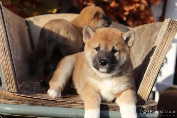 Cuccioli di Shiba Inu