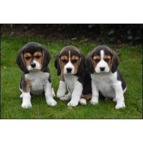 Cuccioli di Beagle addomesticati socialmente
