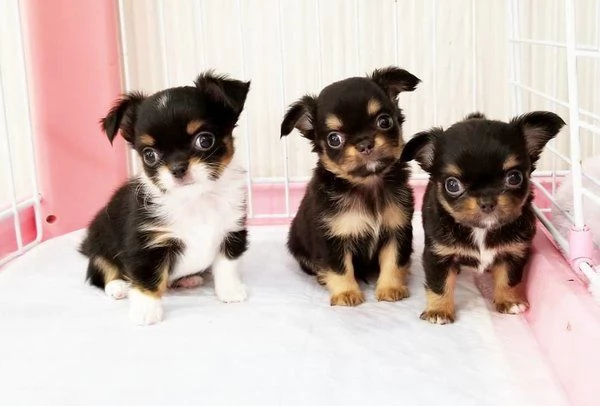 Cuccioli di Chihuahua molto affettuosi