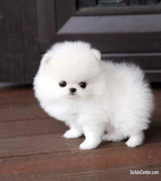 3. Pomeranian Toy (cuccioli maschio e femmina) | Foto 0