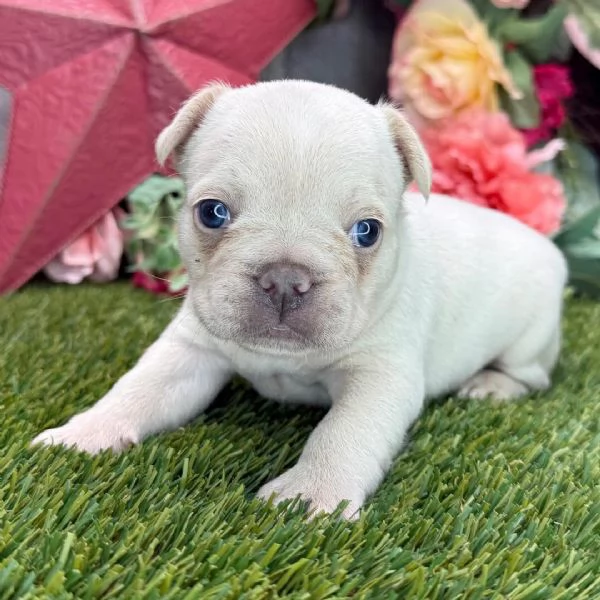 9. Bulldog Francese (cuccioli maschio e femmina) | Foto 0