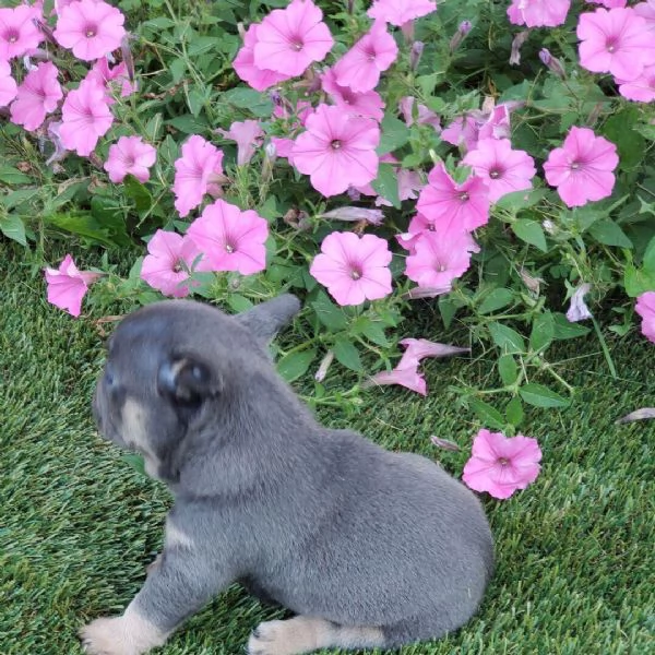 9. Bulldog Francese (cuccioli maschio e femmina)