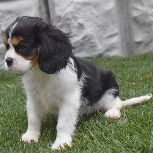 Offerta di adozione maschio e femmina.  CAVALIER KING CHARLES