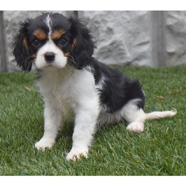 Offerta di adozione maschio e femmina.  CAVALIER KING CHARLES | Foto 0
