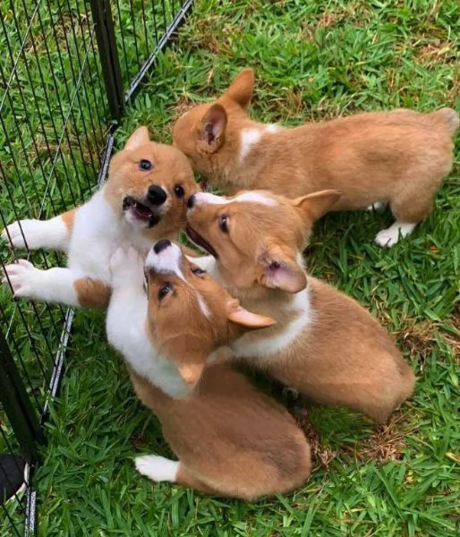 Offerta di adozione maschio e femmina. Welsh Corgi 