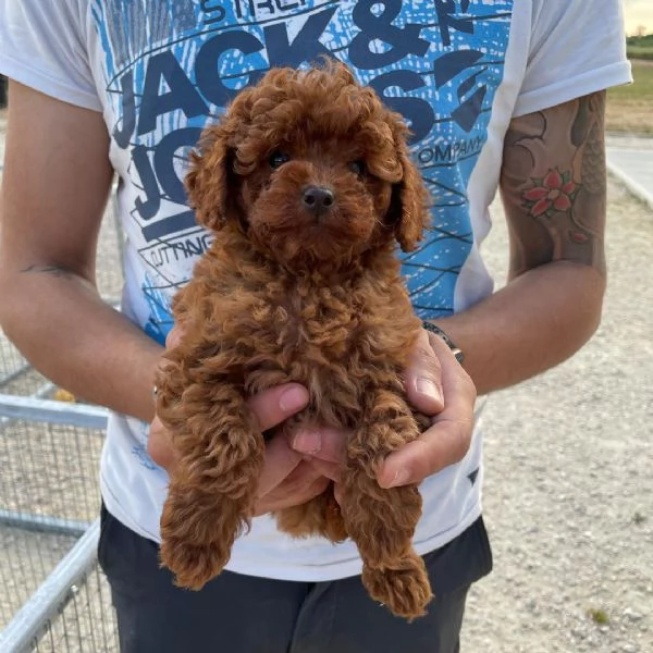 1. Barboncino Toy (cuccioli maschio e femmina) | Foto 0