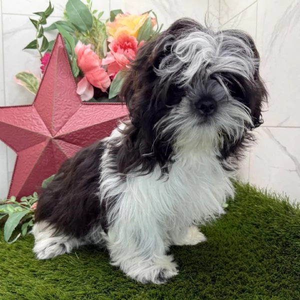  Shih Tzu Mini Toy (cuccioli maschio e femmina) | Foto 0