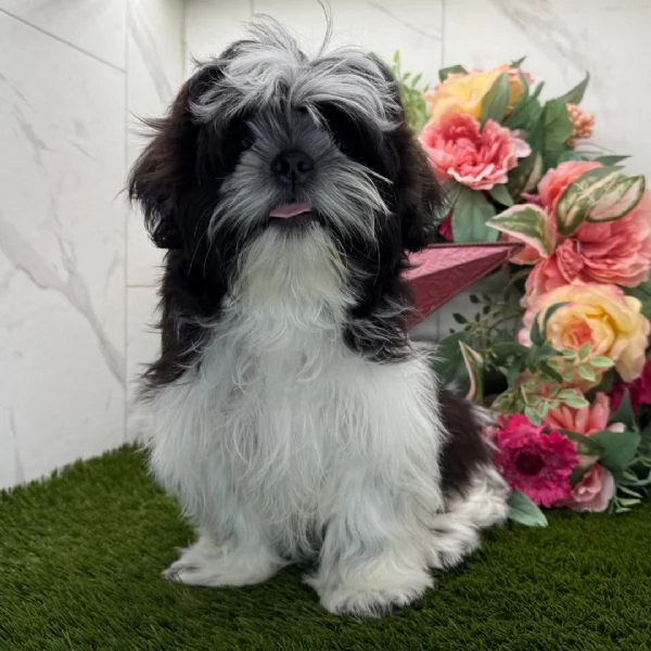  Shih Tzu Mini Toy (cuccioli maschio e femmina)