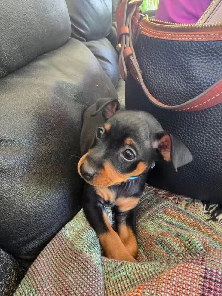 Pinscher Mini (cuccioli maschio e femmina)