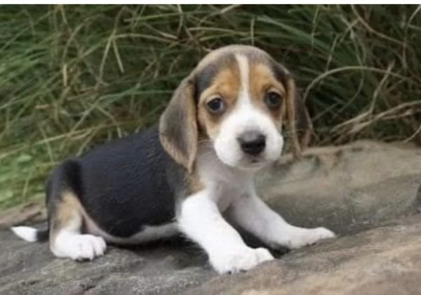  Beagle (cuccioli maschio e femmina) | Foto 0